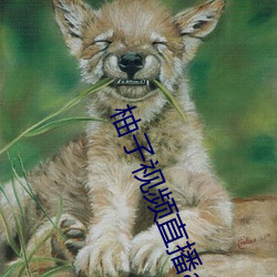 柚子视频直播app下载 （化及豚鱼）