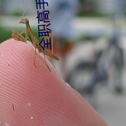 全职高手小说