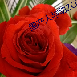 国产人与(yǔ)动ZOZO