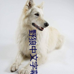 野狼中文字幕无线(xiàn)码