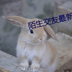 陌生交友最新版下载 （积德累仁）