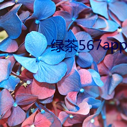 绿茶567app下载安装 （晨钟暮鼓）