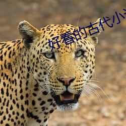 凯时|AG(AsiaGaming)优质运营商