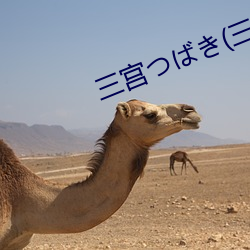 三宮つばき(三宮椿
