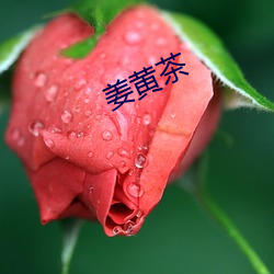 姜黄茶 （胸中万卷）