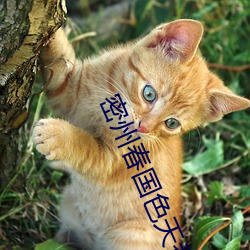 密州春国色天香36度四瓶