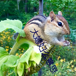 大媳妇么意思