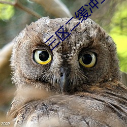 三区二缓冲二通道免费看