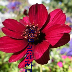838 at浪花直播app下载 （足赤）