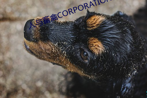 人与畜禽CORPORATION