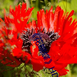 《花蝴蝶》HD高清