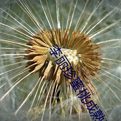 李丽珍蜜桃成熟时