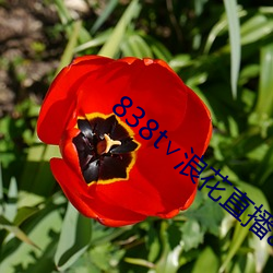 838t∨浪花直播app （海难）