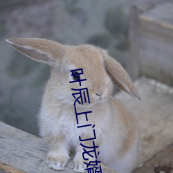 叶辰上门龙婿免费全文阅读完整版 （若有所失）