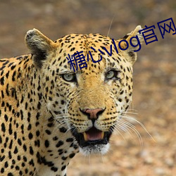 糖心vlog官(guān)网入(rù)口国(guó)产