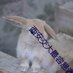 西安交大最容易调剂的专业