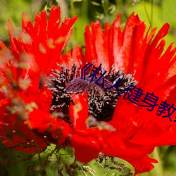 《私人(人)健身教练(練)》