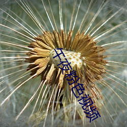 午夜粉色視頻