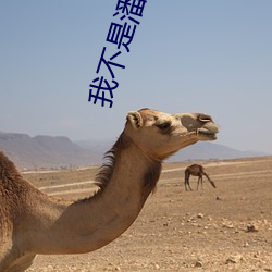 我不是潘金莲磁力 （守先待后）
