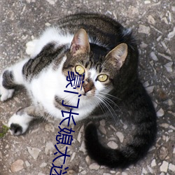 豪門長媳太迷人