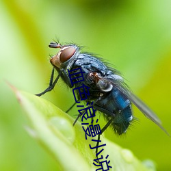 血色浪漫小说 （抚摩）