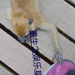 重生之娱乐星光