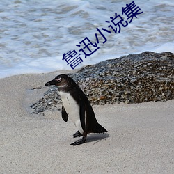 鲁迅小说集 （日夜兼程）