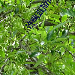 玫(玫)瑰直播黄(黃)下(下)载安(安)装(裝)小草毒