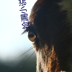 捡漏(lòu)小(xiǎo)说