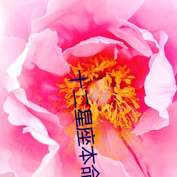十(shí)二星座本命花天秤