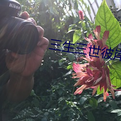凯时|AG(AsiaGaming)优质运营商