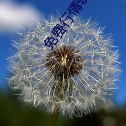 免(免)费行情软件APP网站