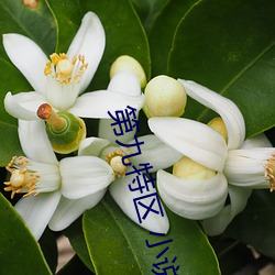 第九特区 小说 （孤身只影）