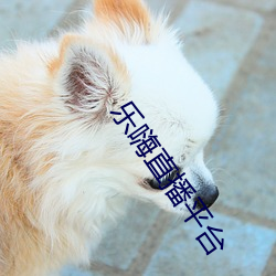 樂嗨直播平台