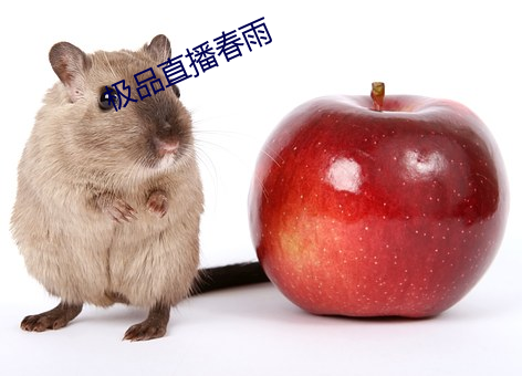 极品直播春雨
