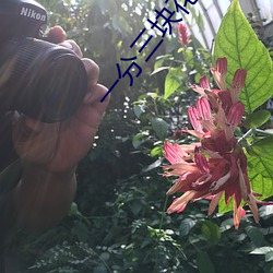 一分三块花碟直播