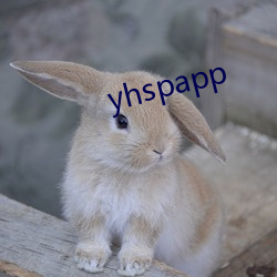 yhspapp