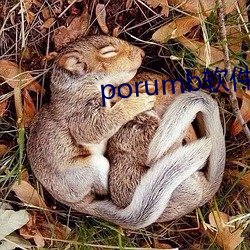 porumb軟件下載