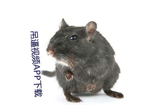 吊逼(bī)视频APP下(xià)载