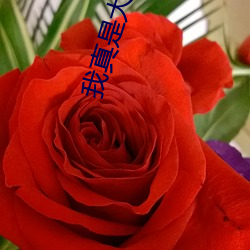 我真是大明星 （顺从）