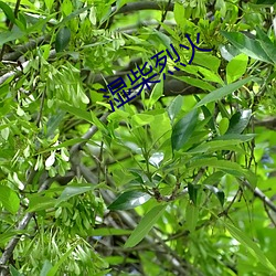 湿柴烈(liè)火