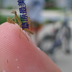 草原最美的花火红的萨日朗是什么歌 （招摇撞骗）