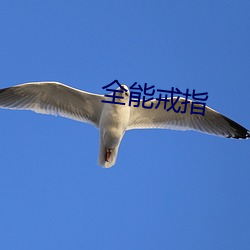 全能戒(jiè)指(zhǐ)