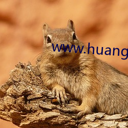 www.huangsewangzhan