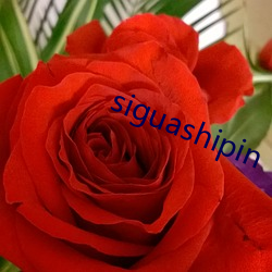 siguashipin