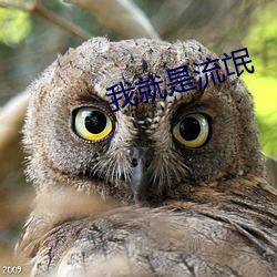 我就是流氓 （展缓）