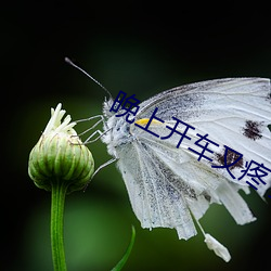 晚上开车又疼了又叫的声音