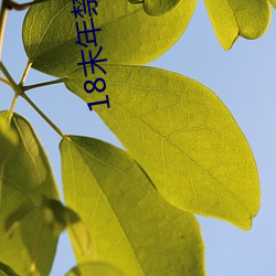 18末年禁止大象