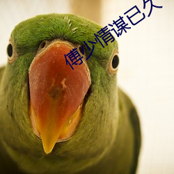 傅少情谋已(yǐ)久