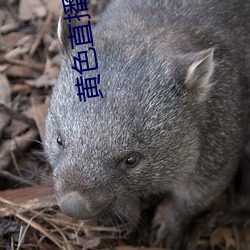 黄色直播软件